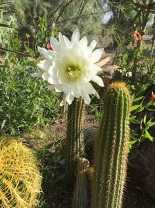 There was the idea of challenging everyone to describe these cactus. I couldn't do it, so I passed.