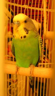 Fred Closeup cropped 2