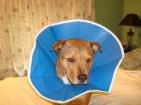 cone of shame 005