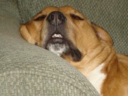 headshot and buster 015