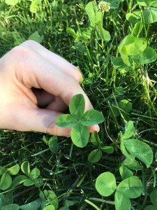 Italy18 Lucky clover