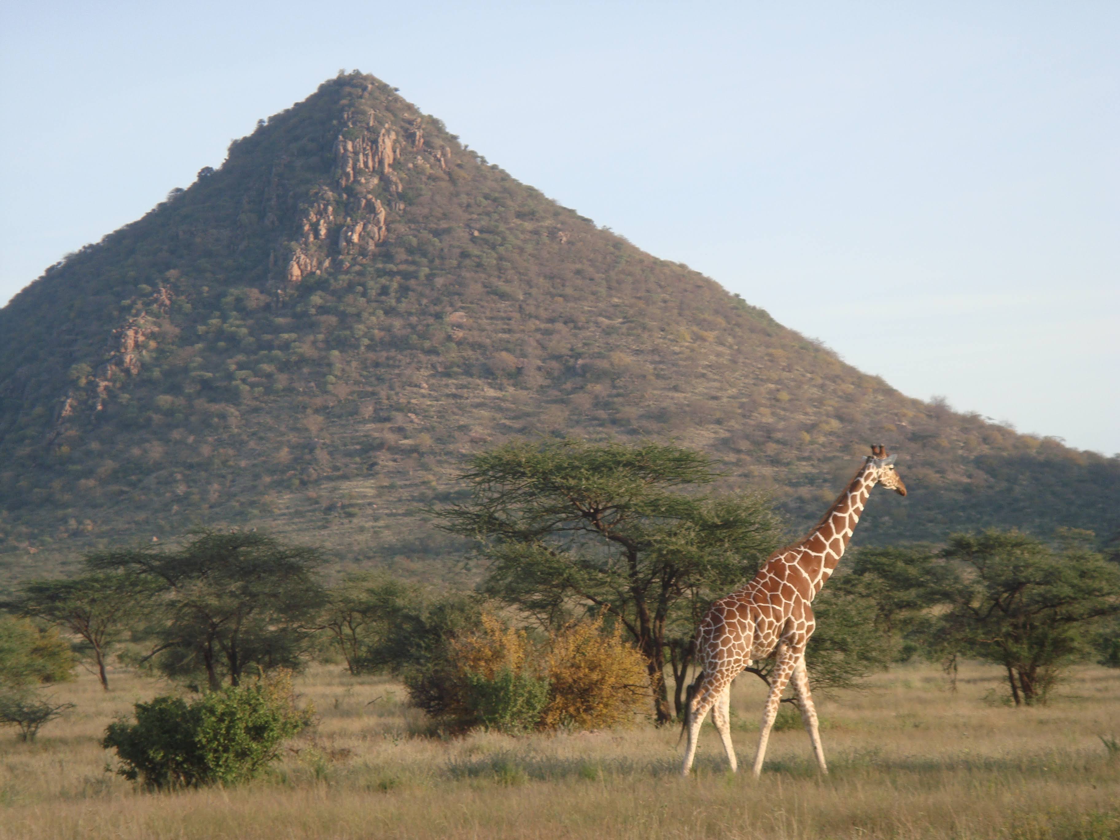 Giraffe samburu