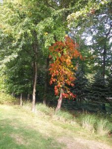 Autumn tree in Ohio